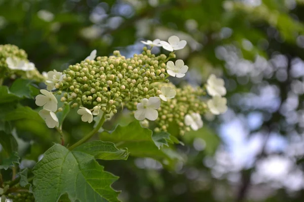 ホームガーデン Viburnum ウッドの開花植物の属 白い花 — ストック写真