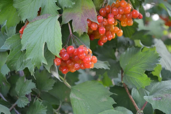 Bagas Vermelhas Casa Jardim Canteiro Flores Viburnum Género Botânico Pertencente — Fotografia de Stock