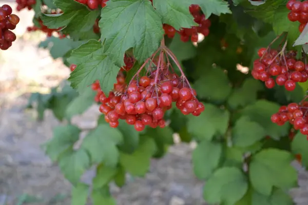 Bagas Vermelhas Casa Jardim Canteiro Flores Viburnum Género Botânico Pertencente — Fotografia de Stock