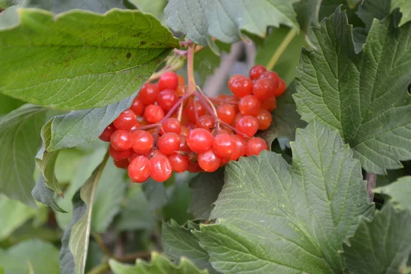Viburnum ウッドの開花植物の属 自宅の庭 有用な木の植物 医学的果物伝統医学緑の枝 — ストック写真
