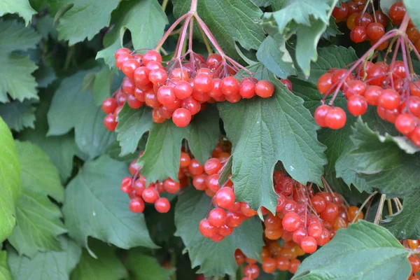 Viburnum Género Botânico Pertencente Família Adoxaceae Casa Jardim Canteiro Flores — Fotografia de Stock