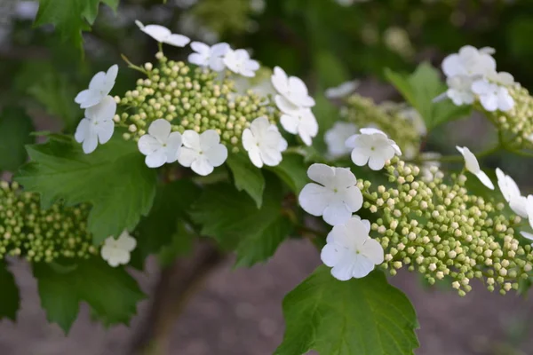 Viburnum Fás Virágzó Növények Egy Nemzetsége Hasznos Növény Fehér Virágok — Stock Fotó