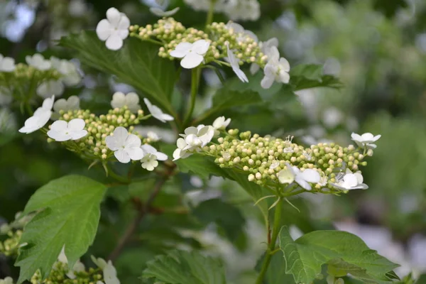 Viburnum ウッドの開花植物の属 有用な木の植物 自宅の庭 医薬品の果物赤い果実紅茶 シロップ ジャム白い花 — ストック写真