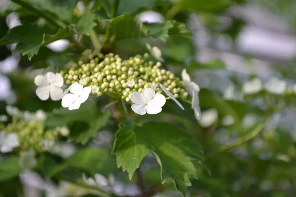 Viburnum Rodzaj Drzewnych Roślin Kwitnących Adoxaceae Przydatna Roślina Domowy Ogród — Zdjęcie stockowe