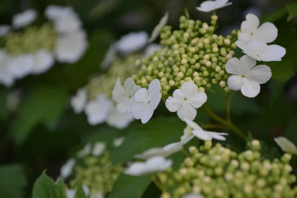Viburnum Genus Woody Flowering Plants Adoxaceae Useful Tree Plant White — Stock Photo, Image