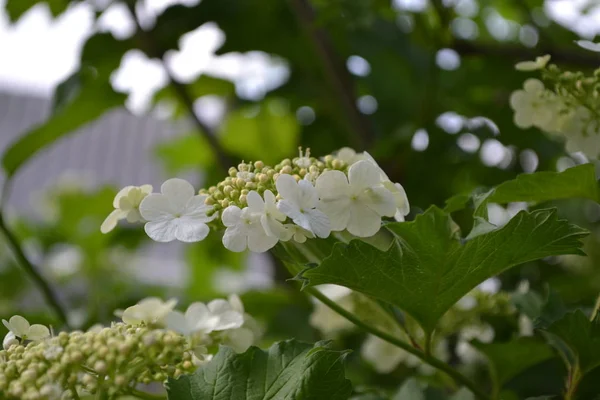 Viburnum Genus Woody Flowering Plants Adoxaceae White Flowers — Stock Photo, Image