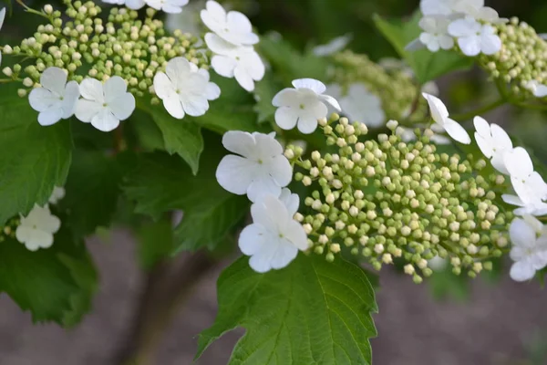 Viburnum Fás Virágzó Növények Egy Nemzetsége Hasznos Fehér Virágok — Stock Fotó