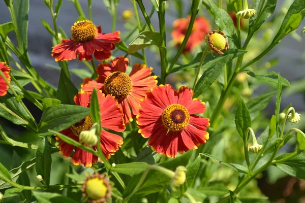 Schöne Sommerblume Hausgarten Blumenbeet Heleniumkönig Helenium Helenium Autnale Buschhelenium Grüne — Stockfoto