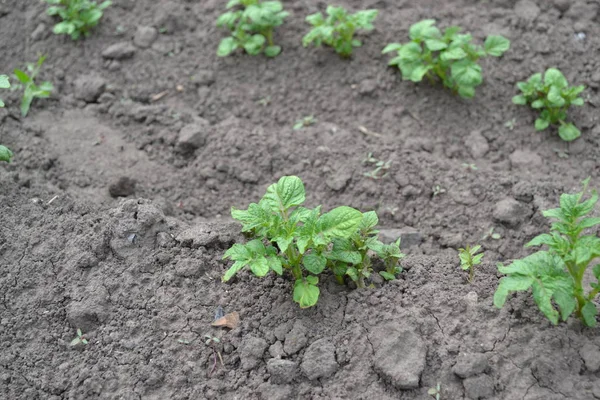 Lekker Gezond Aardappelen Veld Boerderij Dorp Gecultiveerde Planten Soort Meerjarige — Stockfoto