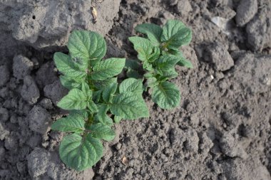 Lezzetli ve sağlıklı. Patates. Ebedi bitkiler. Solanum tüberozum. Tarla, çiftlik, köy. Colorado böcekleri, Leptinotarsa decemlineata