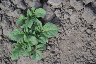 Lezzetli ve sağlıklı. Patates. Solanum tüberozum. Tarla, çiftlik, köy. Colorado böcekleri, Leptinotarsa decemlineata