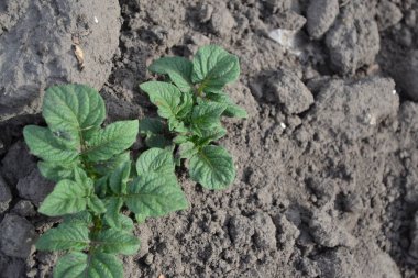 Lezzetli ve sağlıklı. Patates. Ebedi olarak. Solanum tüberozum. Tarla, çiftlik, köy. Colorado böcekleri, Leptinotarsa decemlineata