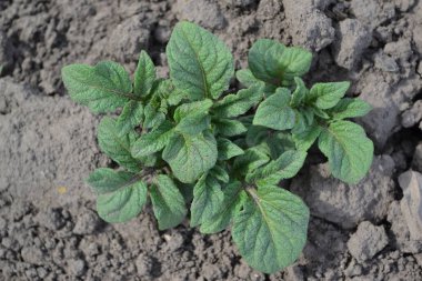 Lezzetli ve sağlıklı. Patates. Solanum tüberozum. Tarla, çiftlik. Colorado böcekleri, Leptinotarsa decemlineata