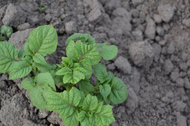 Lezzetli ve sağlıklı. Patates. Uzun ömürlü bitkilerin türü. Solanum tüberozum. Tarla, çiftlik, köy. Colorado böcekleri, Leptinotarsa decemlineata