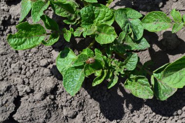 Solanum cinsinin daimi tüberküloz bitkilerinin bir türüdür. Solanum tüberozum. Tarla, çiftlik, köy, ekili. Patates. Colorado böcekleri, Leptinotarsa decemlineata