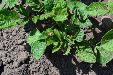 Solanum cinsinin daimi tüberküloz bitkilerinin bir türüdür. Solanum tüberozum. Tarla, çiftlik, köy. Patates. Colorado böcekleri, Leptinotarsa decemlineata