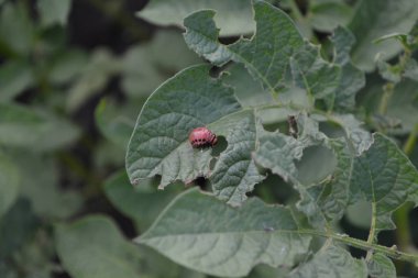 Güneşli bir yaz günü. Uzun ömürlü bitkilerin türü. Solanum tüberozum. Colorado böcekleri, Leptinotarsa decemlineata