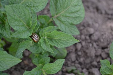 Lezzetli ve sağlıklı. Tarla, çiftlik, köy, ekilmiş bitkiler. Uzun ömürlü tüberküloz bitki türü. Solanum tüberozum. Colorado böcekleri, Leptinotarsa decemlineata