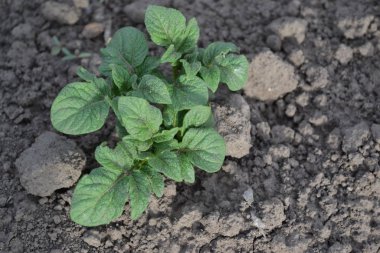 Lezzetli ve sağlıklı. Patates. Solanum tüberozum. Colorado böcekleri, Leptinotarsa decemlineata