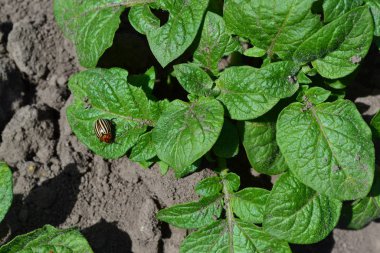 Uzun ömürlü tüberküloz bitki türü. Solanum tüberozum. Saha. Patates. Colorado böcekleri, Leptinotarsa decemlineata