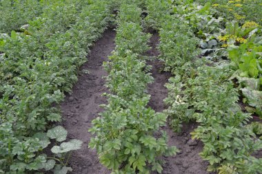 Colorado böcekleri, Leptinotarsa decemlineata. Tarla, çiftlik, köy, ekilmiş bitkiler. Patates. Uzun ömürlü bitkilerin türü. Solanum tüberozum. Beyaz çiçekler patates.
