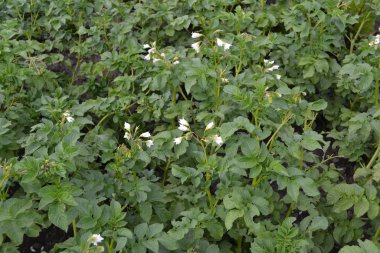 Colorado böcekleri, Leptinotarsa decemlineata. Tarla, çiftlik, köy, ekilmiş bitkiler. Patates. Uzun ömürlü tüberküloz bitki türü. Solanum tüberozum. Beyaz çiçekler patates.