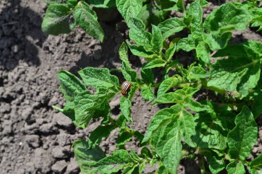 Colorado böcekleri, Leptinotarsa decemlineata. Tarla, çiftlik, köy, ekilmiş bitkiler. Lezzetli, sağlıklı. Patates. Uzun ömürlü bitkilerin türü. Solanum tüberozum