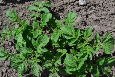 Colorado böcekleri, Leptinotarsa decemlineata. Tarla, çiftlik, köy, ekilmiş bitkiler. Lezzetli ve sağlıklı. Patates. Uzun ömürlü tüberküloz bitki türü. Solanum tüberozum