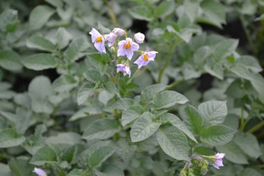 Colorado böcekleri, Leptinotarsa decemlineata. Tarla, çiftlik, köy, ekili. Patates. Uzun ömürlü bitkilerin türü. Solanum tüberozum. Beyaz çiçekler patates.