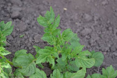 Colorado böcekleri, Leptinotarsa decemlineata. Patates bahçesi. Solanum tüberozum
