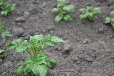 Colorado böcekleri, Leptinotarsa decemlineata. Patates. Ebedi olarak. Solanum tüberozum