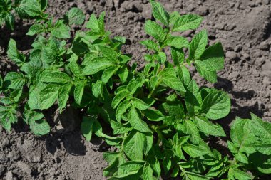 Colorado böcekleri, Leptinotarsa decemlineata. Patates. Ebedi bitkiler. Solanum tüberozum