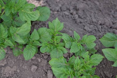 Colorado böcekleri, Leptinotarsa decemlineata. Patates. Solanum tüberozum