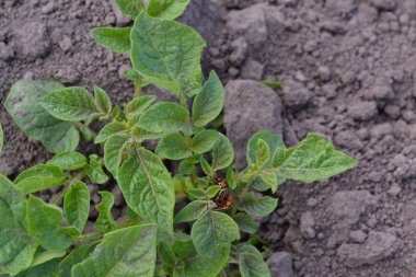 Colorado böcekleri, Leptinotarsa decemlineata. Patates. Solanum cinsinin daimi tüberküloz bitkilerinin bir türüdür. Solanum tüberozum. Tarla, çiftlik, köy, ekilmiş bitkiler.