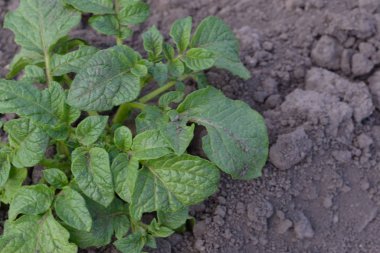 Colorado böcekleri, Leptinotarsa decemlineata. Patates. Solanum cinsinin daimi tüberküloz bitkilerinin bir türüdür. Solanum tüberozum. Tarla, çiftlik, köy, ekili