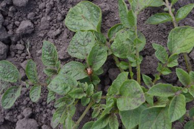 Colorado böcekleri, Leptinotarsa decemlineata. Patates. Solanum cinsinin daimi tüberküloz bitkilerinin bir türüdür. Solanum tüberozum.