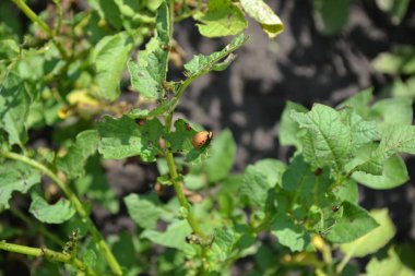 Colorado böcekleri, Leptinotarsa decemlineata. Güneşli bir yaz günü. Bahçede patates var. Ebedi tüberküloz bitkileri. Solanum tüberozum