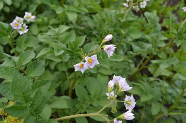Tarla, çiftlik, köy, ekilmiş bitkiler. Patates. Uzun ömürlü bitkilerin türü. Solanum tüberozum. Colorado böcekleri, Leptinotarsa decemlineata. Beyaz çiçekler patates.