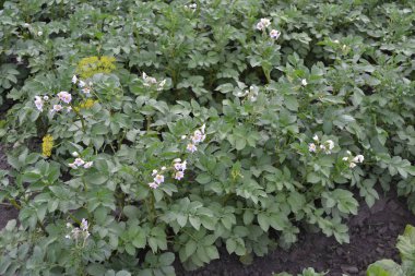 Patates. Saha. Solanum tüberozum. Colorado böcekleri, Leptinotarsa decemlineata. Beyaz çiçekler patates.
