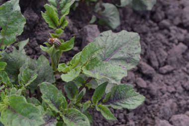 Patates. Ebedi bitkiler. Solanum tüberozum. Colorado böcekleri, Leptinotarsa decemlineata