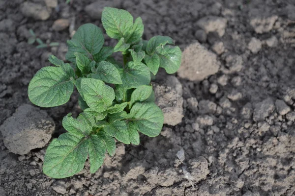 Lezzetli ve sağlıklı. Patates. Solanum tüberozum. Saha. Colorado böcekleri, Leptinotarsa decemlineata