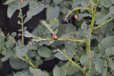 Güneşli bir yaz günü. Bahçede patates var. Solanum cinsinin daimi tüberküloz bitkilerinin bir türüdür. Solanum tüberozum. Colorado böcekleri, Leptinotarsa decemlineata. Yeşil