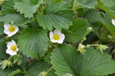 Güneşli bir bahar günü. Ev yapımı bitki, bahçe işleri. Yeşil çalılar, güzel yapraklar. Beyaz çilek çiçekleri. Fragaria viridis, Fragaria ananassa. Lezzetli ve sağlıklı