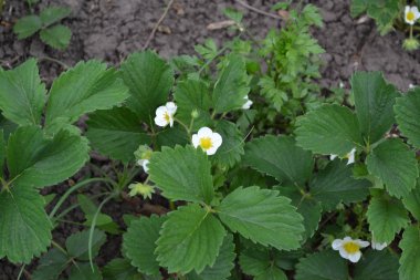 Güneşli. Beyaz çilek çiçekleri. Fragaria viridis, Fragaria ananassa