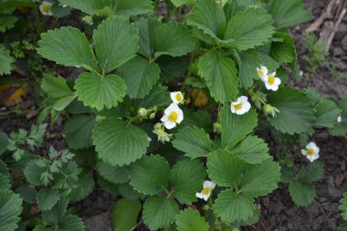 Yeşil çalılar, güzel yapraklar. Beyaz çilek çiçekleri. Fragaria viridis, Fragaria ananassa. Lezzetli ve sağlıklı. Güneşli bahar günü