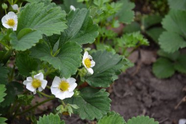 Güneşli bir bahar günü. Ev yapımı bitki, bahçe işleri. Yeşil çalılar, güzel yapraklar. Beyaz çilek çiçekleri. Fragaria viridis, Fragaria ananassa. Lezzetli, sağlıklı