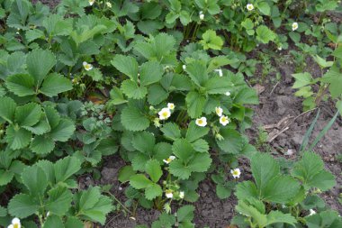 Güneşli. Ev yapımı bitki, bahçe işleri. Yeşil çalılar, güzel yapraklar. Beyaz çilek çiçekleri. Fragaria viridis, Fragaria ananassa