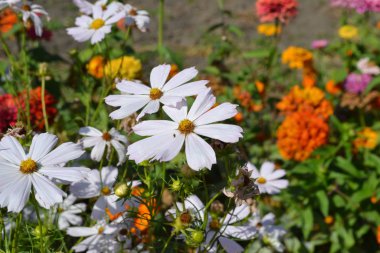 Çiçekli yatak. Ev yapımı bitki. Kozmos, Asteraceae familyasının yıllık ve daimi bitki cinsi. Beyaz çiçekler
