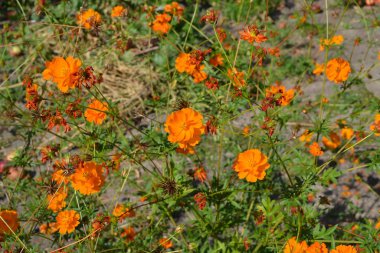 Güneşli. Ev yapımı. Kozmos, Asteraceae familyasının yıllık ve daimi bitki cinsi. Turuncu çiçekler