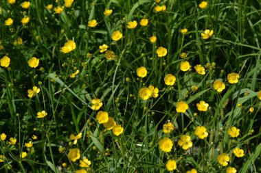 Güneşli bir yaz günü. Rannculus acris. Tarla, orman bitkisi. Çiçekli yatak, güzel bitkiler. Sarı çiçekler. Düğünçiçeği iğneleyici, yaygın düğün çiçeği türü